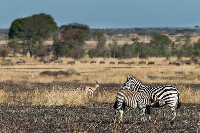 078 Tanzania, N-Serengeti, zebra's.jpg